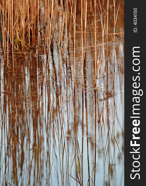 Abstract Background Of A Reed