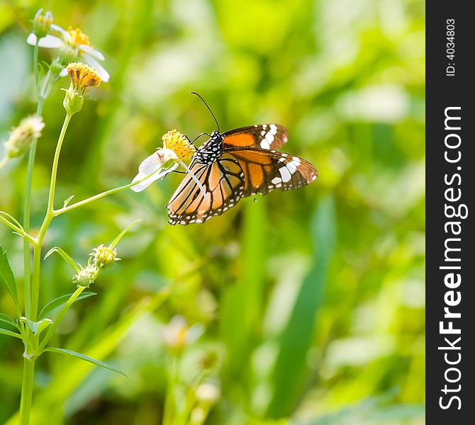 Common Tiger Butterfly (Danaus genutia genutia) feeding on daisy growing wild in the field.