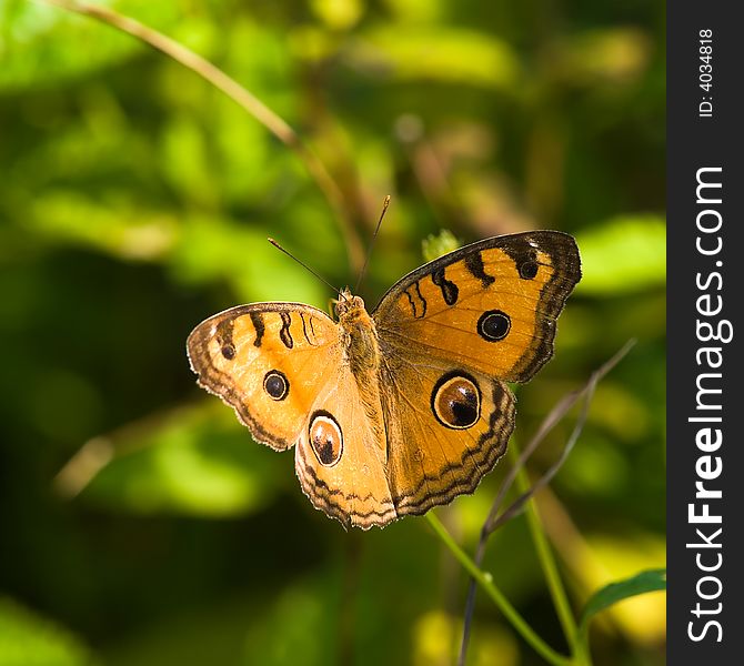 Peacock Pansy Butterfly