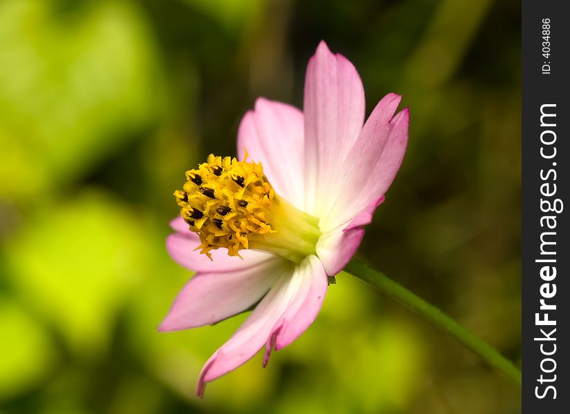 A species of asteraceae with delicate pink petals