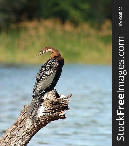 An African Darter at a lake in South Africa. An African Darter at a lake in South Africa.