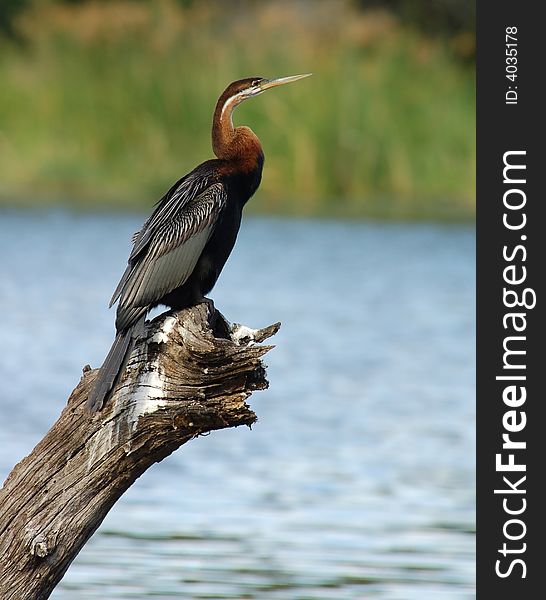 An African Darter at a lake in South Africa. An African Darter at a lake in South Africa.