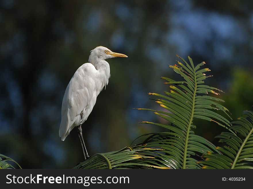 Little egret standing on the trees