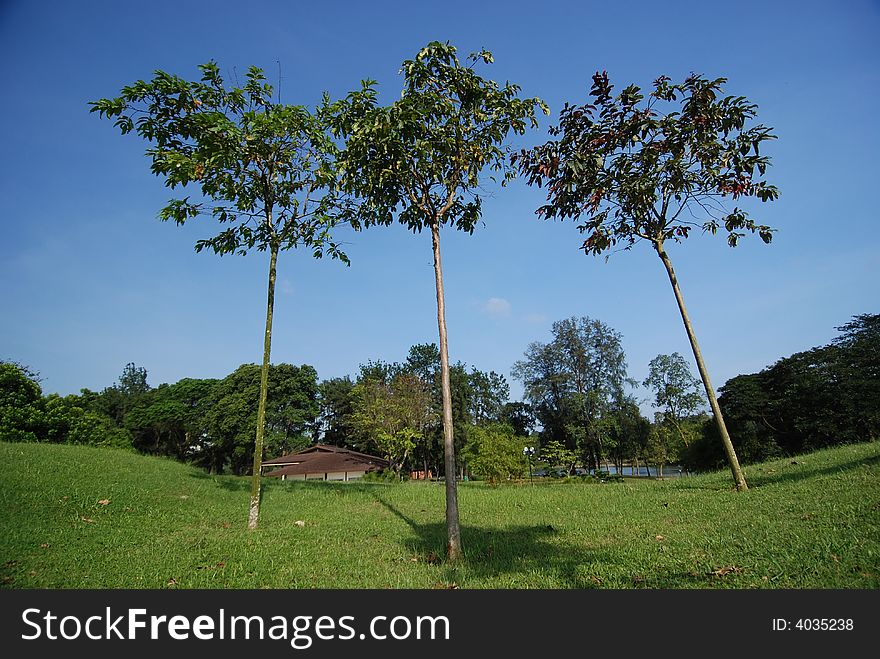 Sky, landscape and tree in the parks