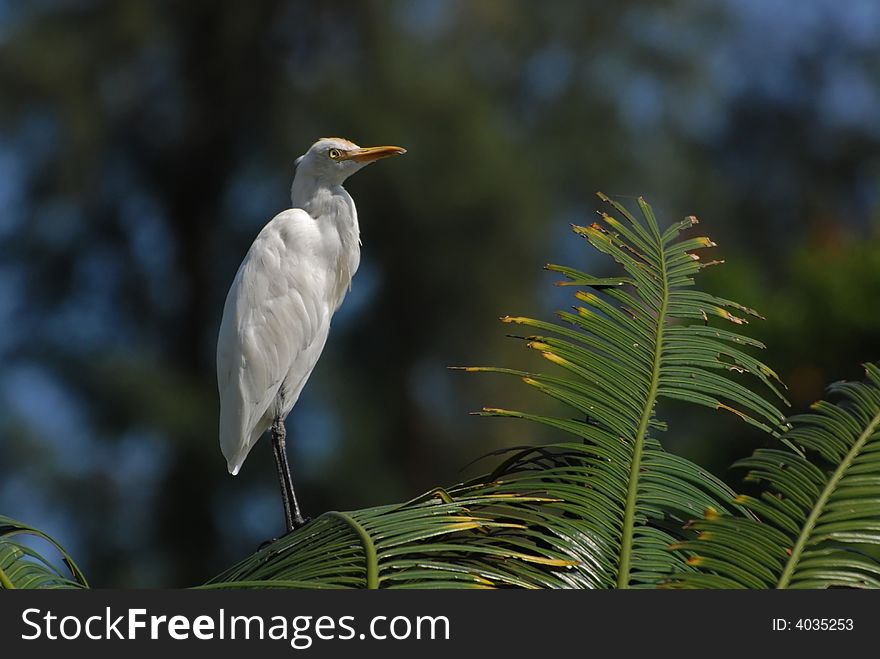 Little Egret Standing On The Tree