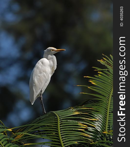 Little egret standing on the rock