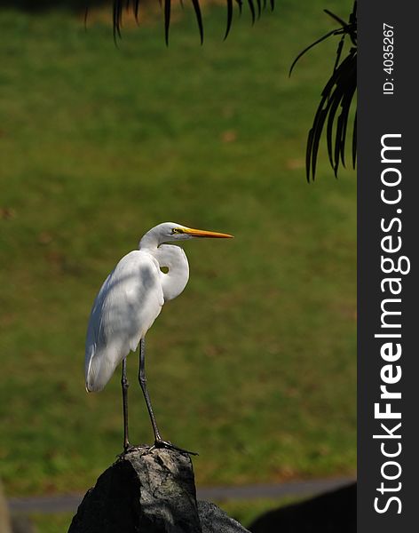 Little egret standing on the rock