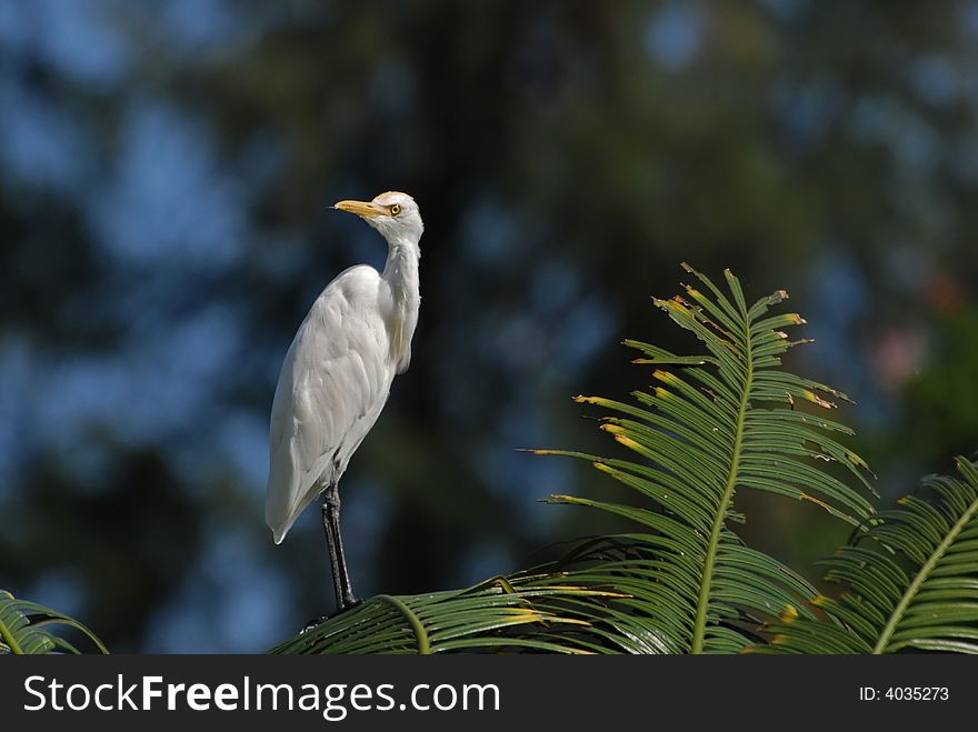 Little egret standing on the tree