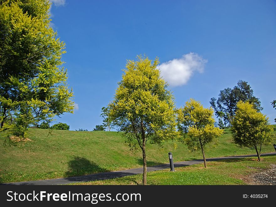 Tree, sky and landscape in the parks