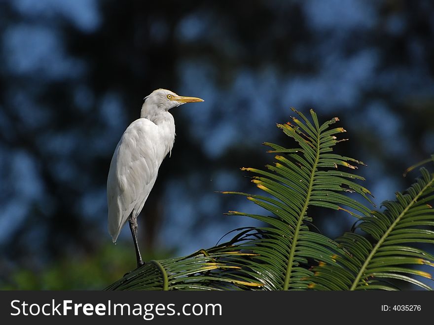 Little Egret Standing On The Tree