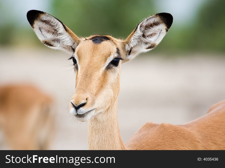 Portrait of an African antelope. Portrait of an African antelope
