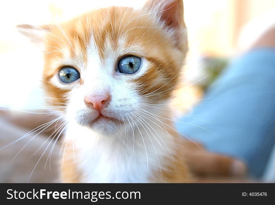 Nice little red and white kitten.