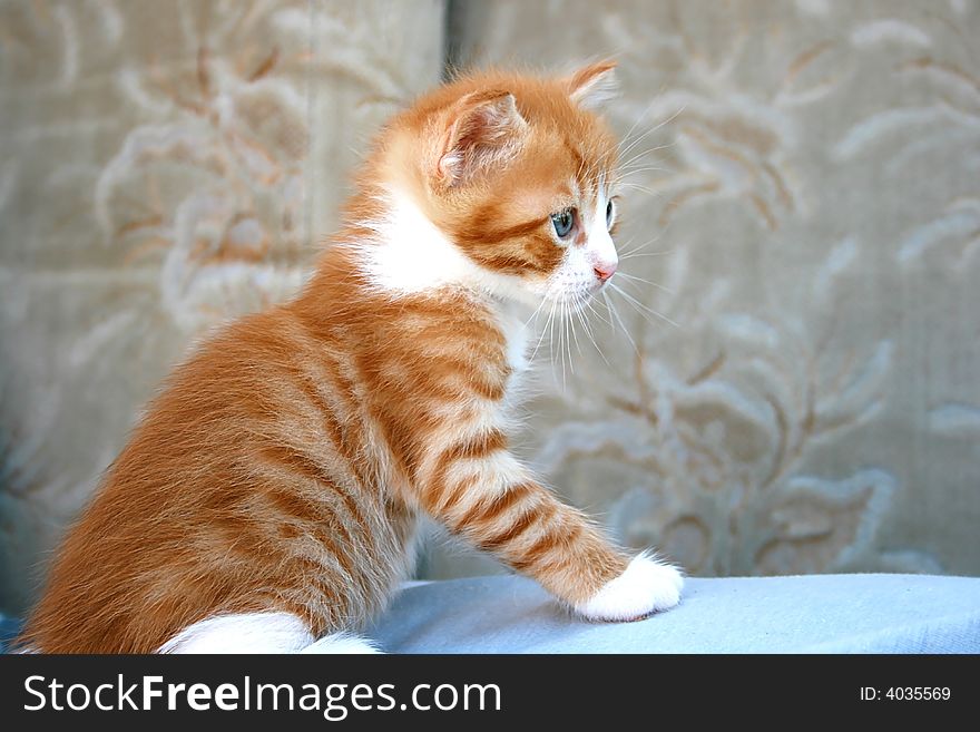 Nice little red and white kitten.