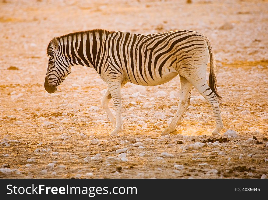 A zebra sunrise while walking in africa. A zebra sunrise while walking in africa