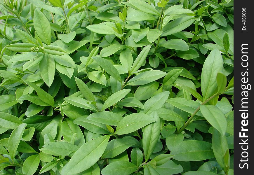 Green leaves of buckthorn fragile