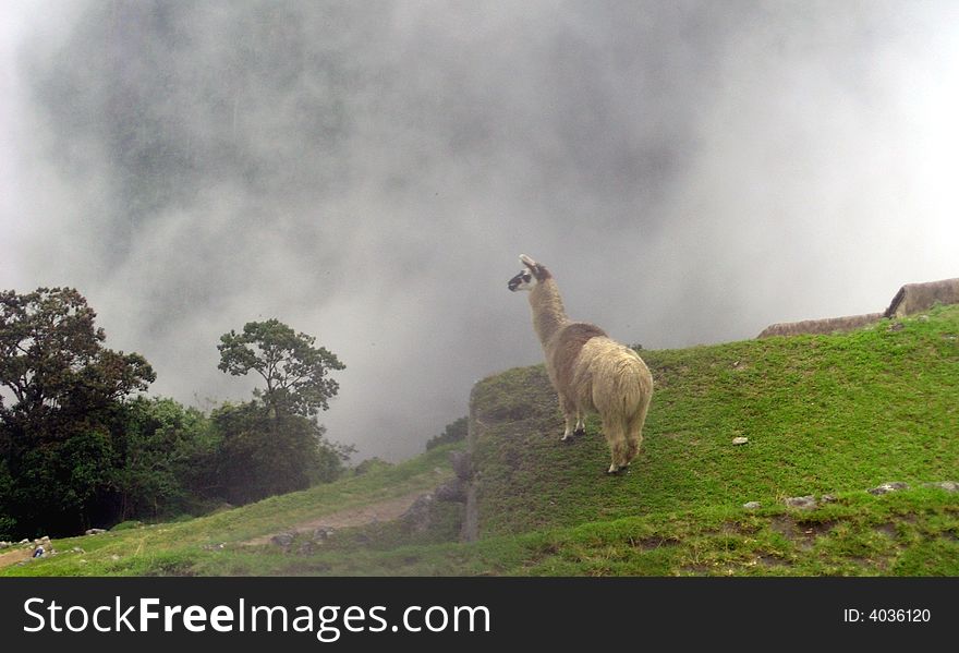 Llama Machu Picchu