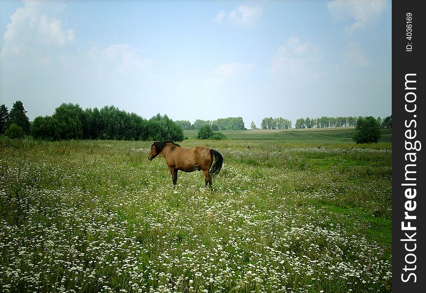 Horse.dobbin.field,green, hayfield, countryside, cloud, nurseling, green fodder, green food, green forage, eatage, flowers, landscape.