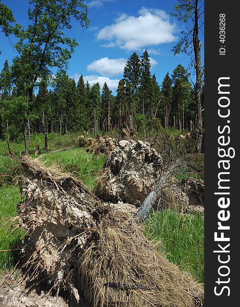 Broken Tree After Storm With Open Background