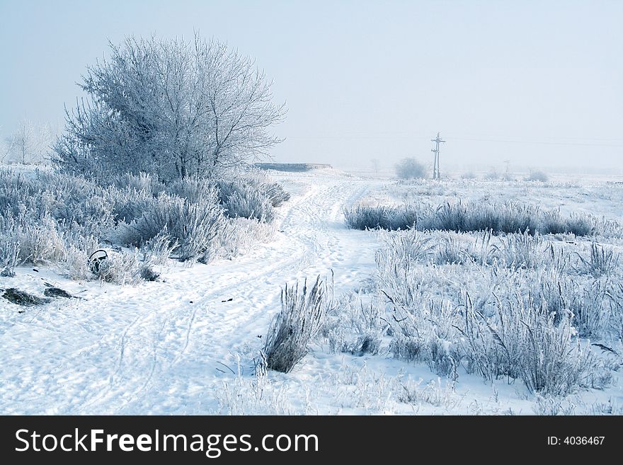 Frozen tree. white winter in blue tone