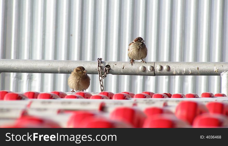 Two sparrows in market in winter sun