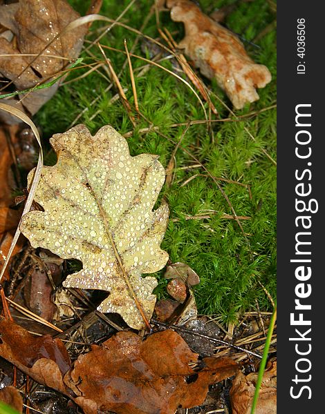 Autumn. Oak leaf  with the dew on the moss