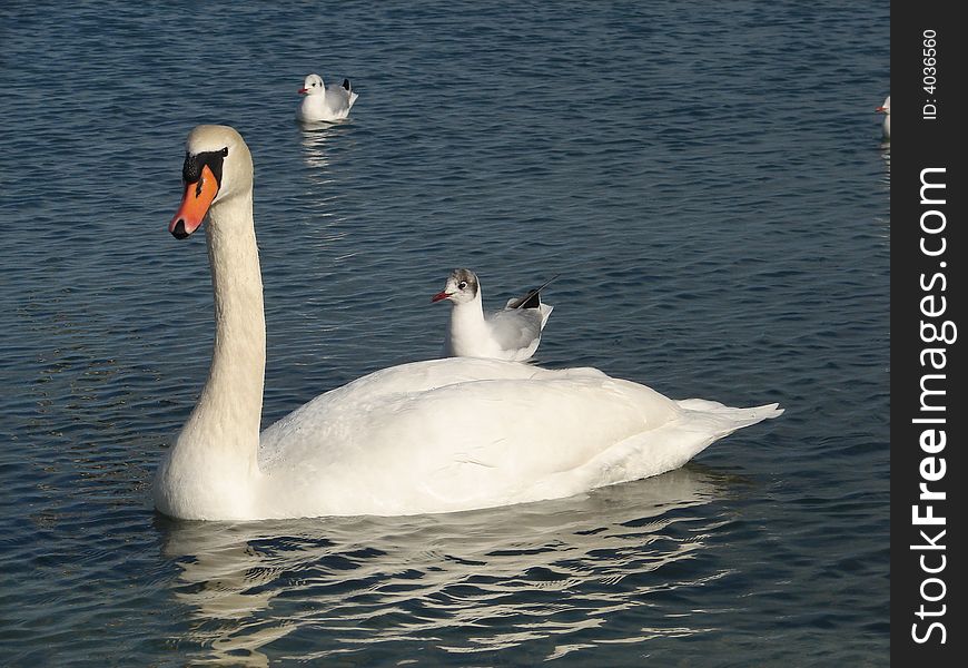 A swan and gull quietly warm up in the rays of evening sun