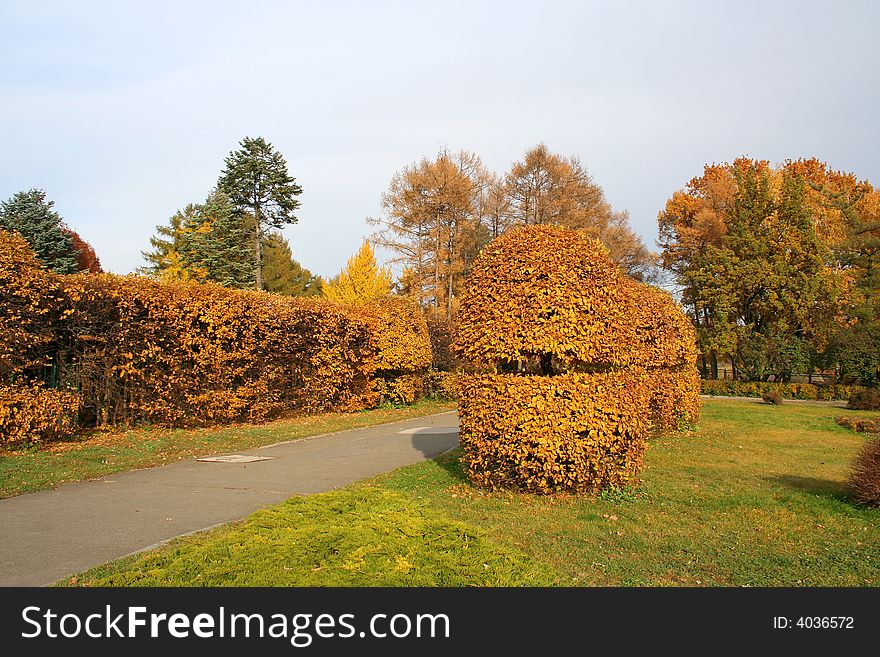 Beautiful Trimmed For The Bushes Autumn