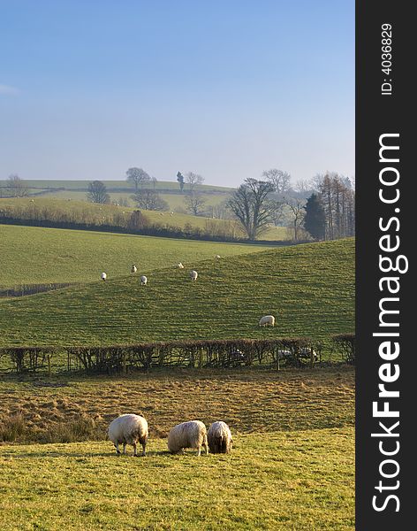 Grazing sheep on rolling farmland in the English Lake District