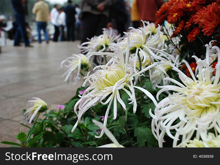 Special exhibition of Chrysanthemums in Park in China
