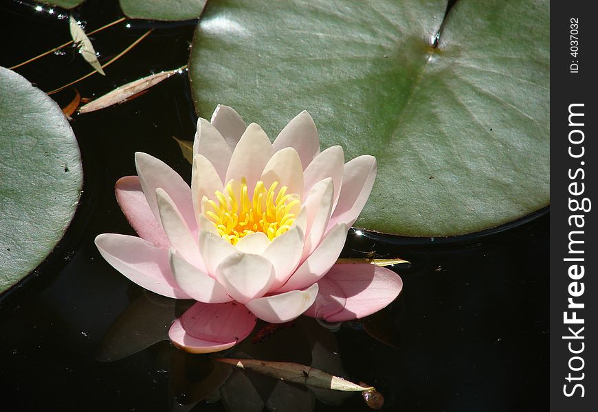 A pink water-lily unstrung petals on the surface of water