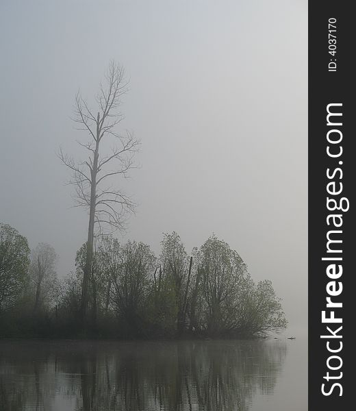 Dead standing cottonwood tree along a misty river bank. Dead standing cottonwood tree along a misty river bank.