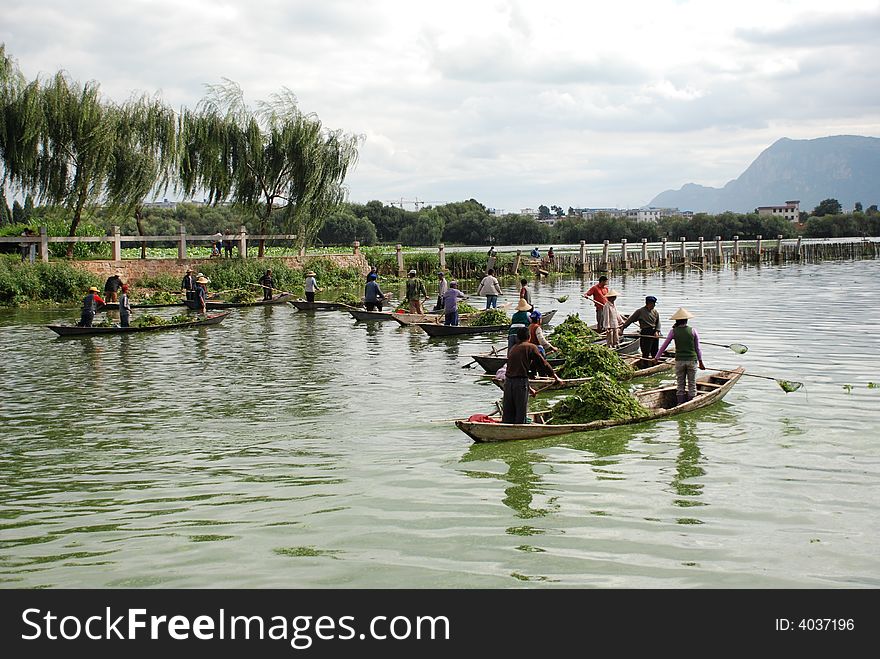 Workers in boats on Chinese lake clearing poisonous weed. Workers in boats on Chinese lake clearing poisonous weed.