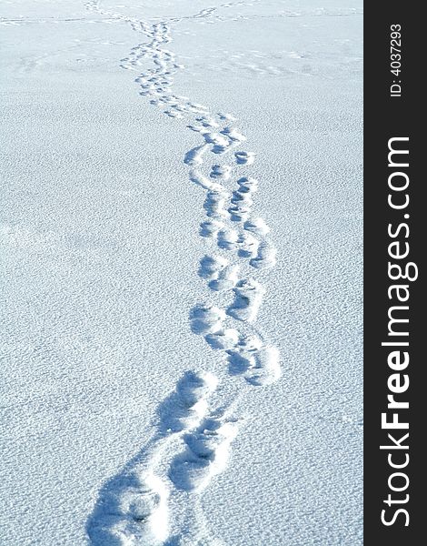 Traces on snow. Winter path