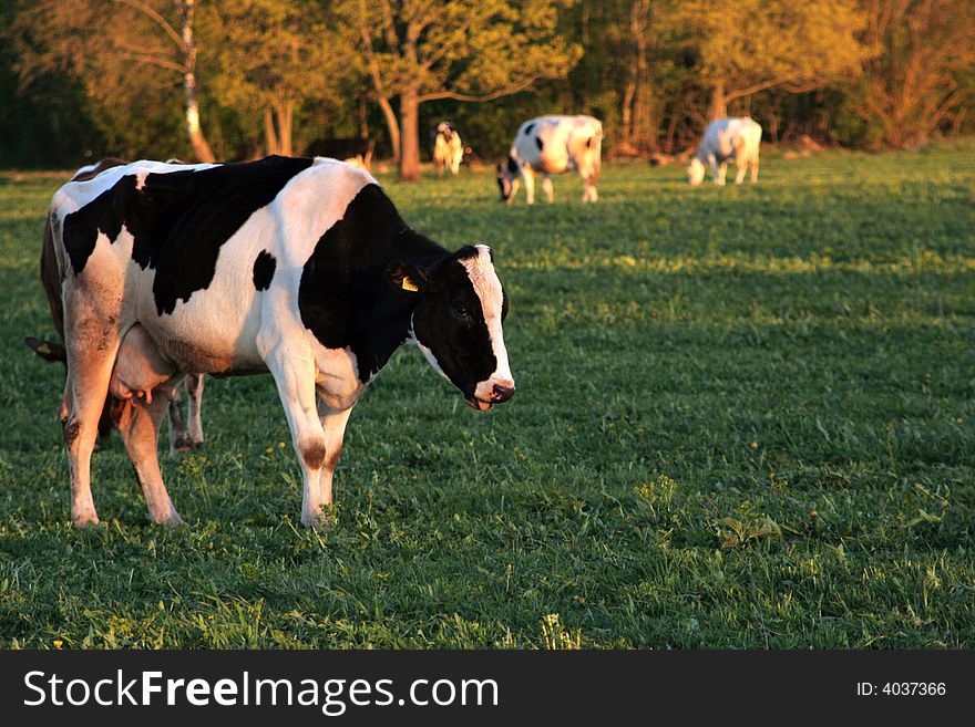 Black-and-white cows are grazed on a meadow