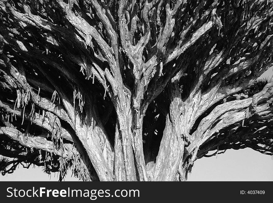 Oldest Draco Tree Close-Up