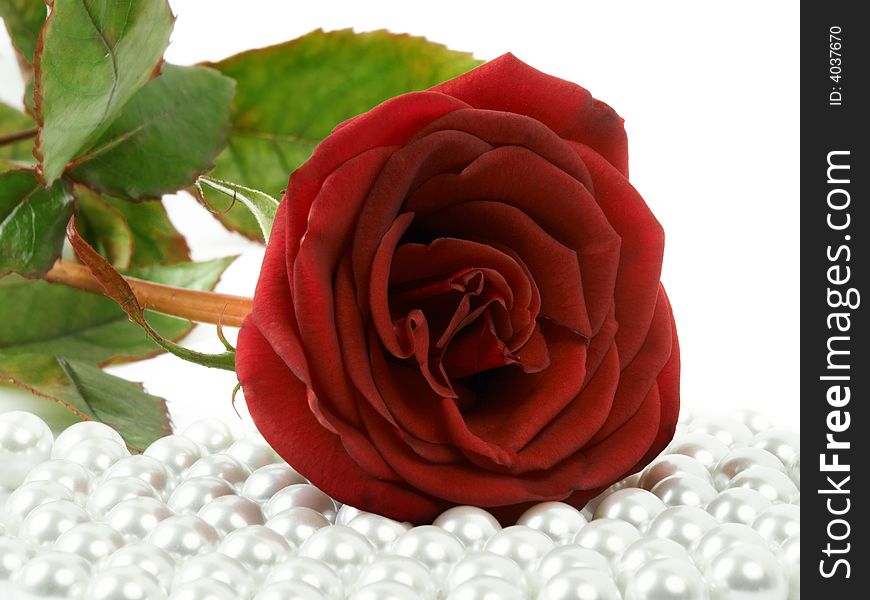 Beautiful red rose lying on pearls. Beautiful red rose lying on pearls