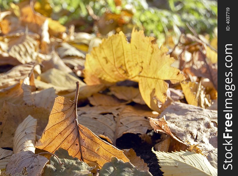 Autumn leaf on the fallen foliage in sunny day