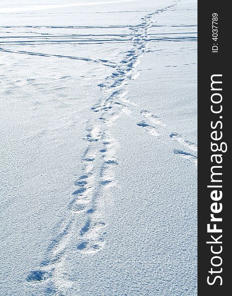 Traces on snow. Winter path