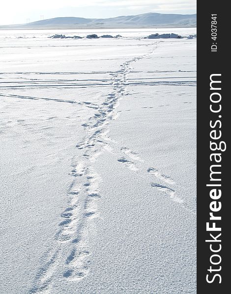 Traces on snow. Winter path