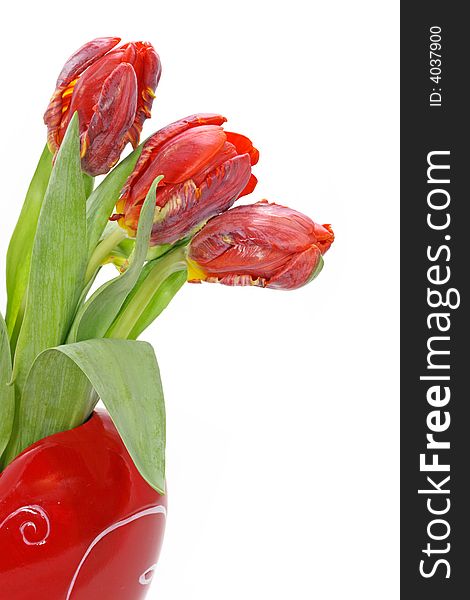 Three red tulips in vase on white background