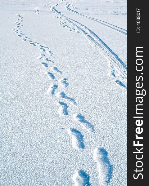 Traces on snow. Winter path
