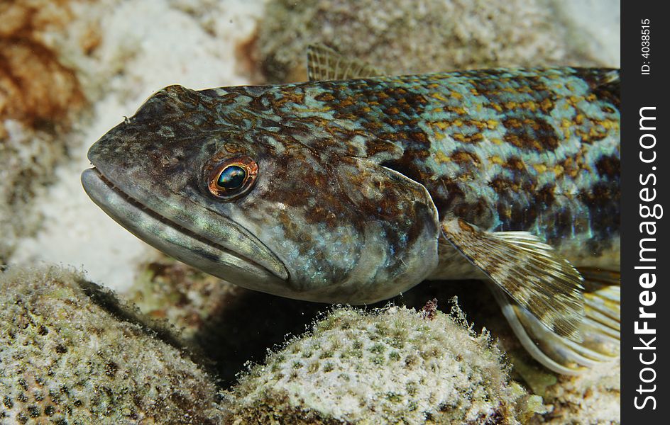 A Lizardfish on the seabed in the Caribbean Sea