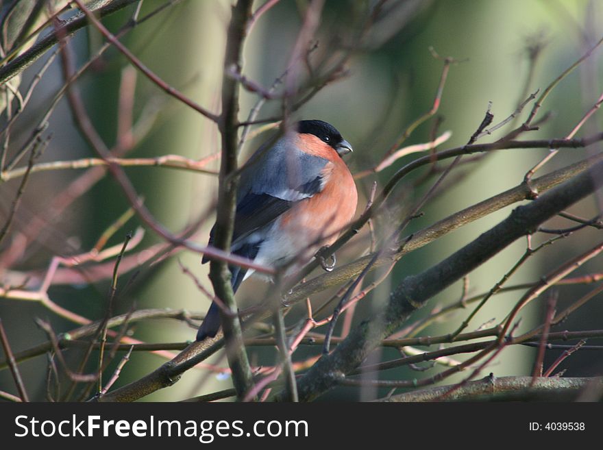 A robin perched in nearby branches