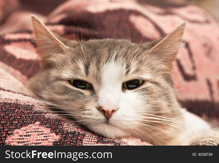Close-up portrait of cat muzzle on plaid (only snout in focus). Close-up portrait of cat muzzle on plaid (only snout in focus)