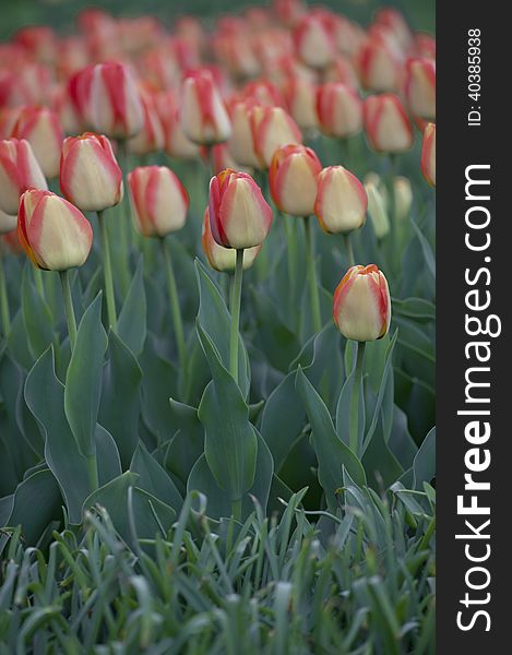 A closeup of a field of red and yellow striped tulips, taken from ground level and showing the stems and leaves.