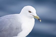 Sea Gull Royalty Free Stock Photography