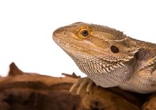 Bearded Dragon Stock Images