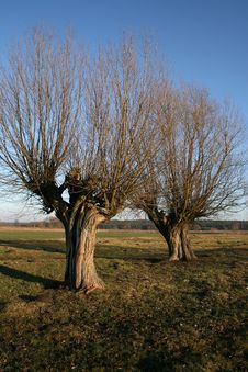 Free Willows Royalty Free Stock Photos - 4046198