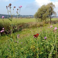 The Butterfly,flowers And Bavarian Landscape Stock Image The Butterfly,flowers And Bavarian Landscape Stock Image