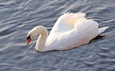Swan Stock Image